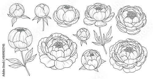 A collection of peony flowers in black and white outline vector style, perfect for floral designs and botanical illustrations
