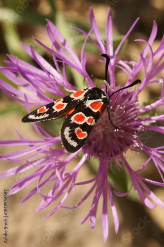 Принти на полотні Closeup on a colorful diurnal Provence burnet moth, Zygaena occitanica on a pink