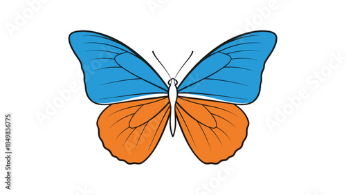 Blue and Orange Butterfly with Black Veins.