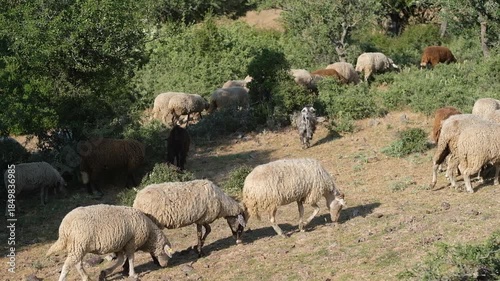 A flock of sheep grazes on rocky ground, showcasing their natural habitat, surrounded by lush vegetation and open space under a bright blue sky, embodying pastoral serenity, fa01