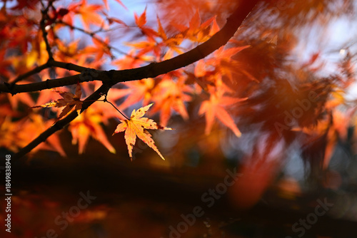 ノリタケの森のクリスマスと紅葉