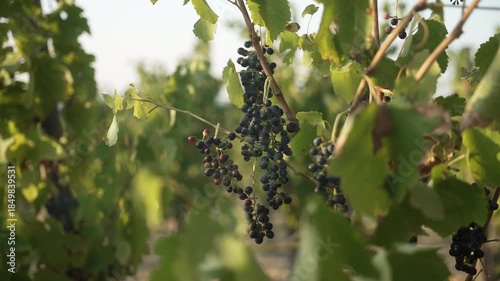 Green leaves radiantly catch the mesmerizing sunlight in a serene vineyard environment, showcasing the harmony between nature and agricultural practices, fa01