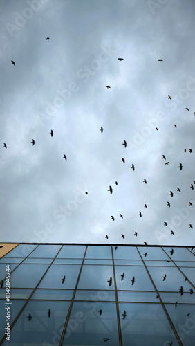 flock of flying birds in the sky reflected in the glass windows