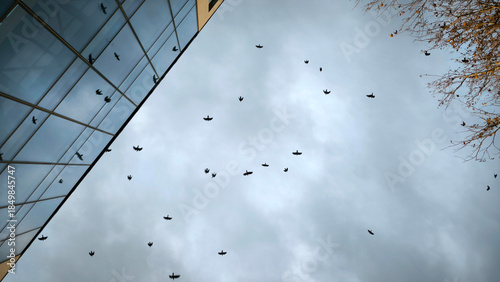 flock of flying birds in the sky reflected in the glass windows