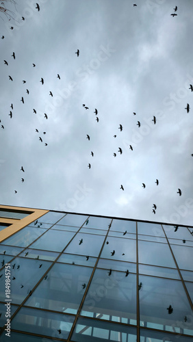 flock of flying birds in the sky reflected in the glass windows