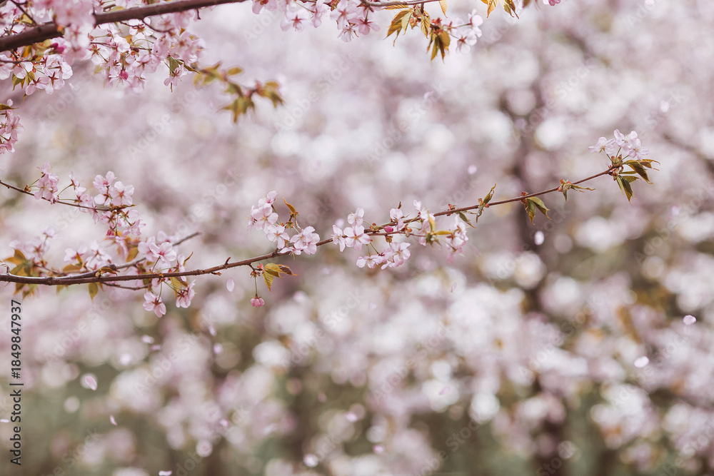 Obraz premium Flowers on the branches of a tree in a Japanese park. Pink sakura is in bloom. Spring is here, and nature is coming to life. Japanese sakura is in bloom in a spring garden.