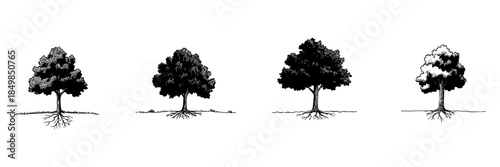 Four Trees With Roots Doodle Sketch Set. Nature Growth And Environmental Symbolism In Hand Drawn Style Collection. Botanical Illustration Of Trees And Roots. Isolated Vector Illustration