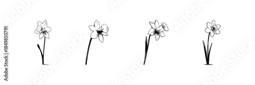 Daffodil Flower Doodle Sketch Set. Botanical Illustration Of Spring Blooms In Hand Drawn Style Collection. Floral Art For Nature And Garden Design. Isolated Vector Illustration