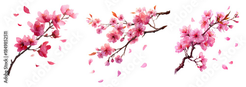 Delicate watercolor cherry blossoms with soft pink petals floating through spring air, creating a dreamy sakura background perfect for romantic designs and seasonal projects.
