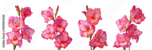 Watercolor pink gladiolus flowers with delicate petals and green leaves, botanical floral illustration isolated on white background, perfect for romantic spring designs