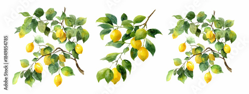Watercolor lemon set with Mediterranean citrus branches. Yellow fruit illustration perfect for Italian coastal designs, summer patterns, and lemon-themed branding materials.