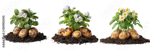 Set of Potato plant with visible healthy roots and underground tubers carefully cleaned from soil transparent png background. Ai generated