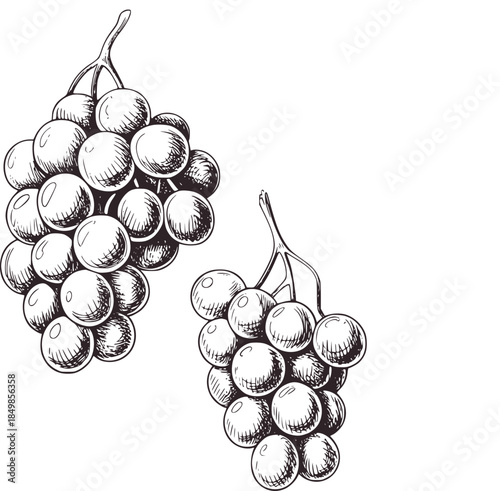 Black and white detailed of grape clusters stems grapes