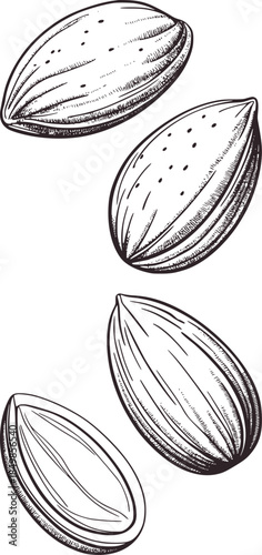 Black and white line of four almonds in shells nuts