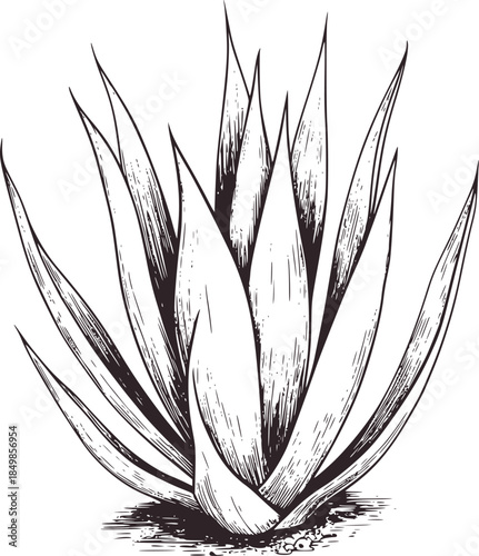 Detailed black and white botanical of aloe vera plant
