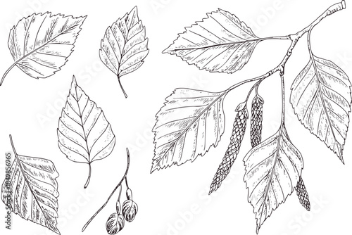 Detailed black and white botanical of birch leaves and catkins