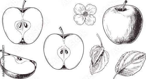 Detailed black and white line of apple cross sections flower and leaves