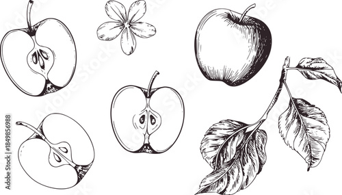 Detailed black and white line of apple flower leaves and cross sections