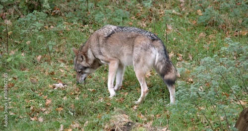 Wild Wolf Chewing on Bone in Natural Forest Environment