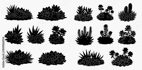 Set of black silhouettes of various succulent plants and bushes on a transparent background.