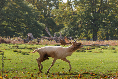 Fallow deer running