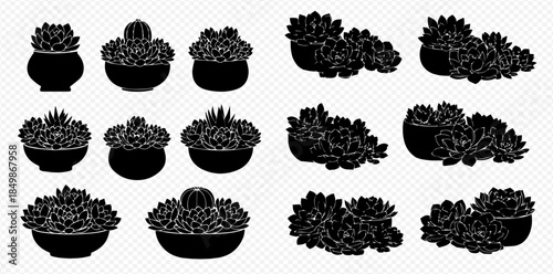 Set of various potted succulents and cacti plants in black silhouette on transparent background.