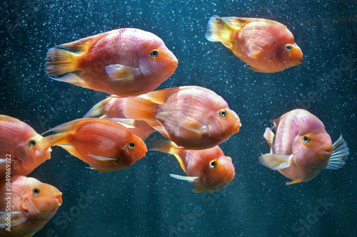 Ornamental fresh water blood parrot cichlids fish