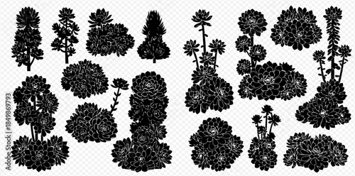 Set of black silhouettes of succulent plants and bushes, isolated vector illustrations for design projects.