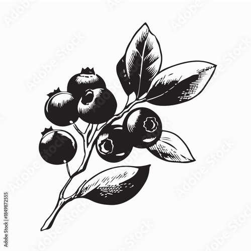 Blueberry Logo Vector Template Icon Illustration Design on White Background