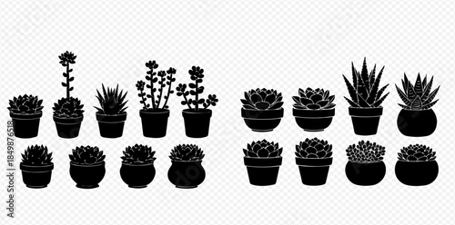Set of black silhouettes of various succulent plants in pots, isolated on white background.