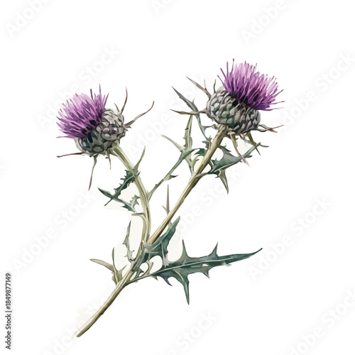 A vectorized, Hand-painted style, vector set available in EPS An Elegant watercolor painting design collection_Watercolor_style_painting_of_a_milk_thistle_plant