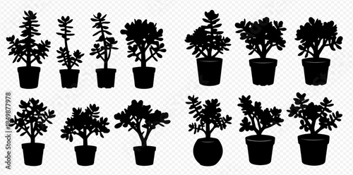 Collection of potted succulent plants silhouettes, including jade plants and other popular varieties, on transparent background.