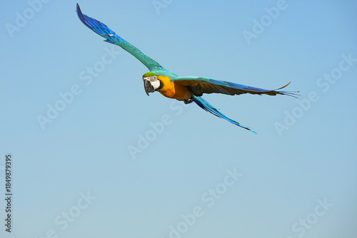 Parrots and macaws are kept as pets until people trust them enough not to fly away, then they are released to fly freely in the air.