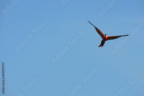 Parrots and macaws are kept as pets until people trust them enough not to fly away, then they are released to fly freely in the air.