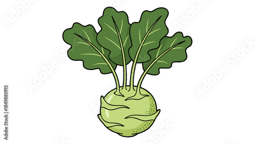 vector illustration of a vegetable