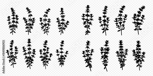 Set of black silhouette lavender flowers or rosemary sprigs, isolated on transparent background, vector illustration.