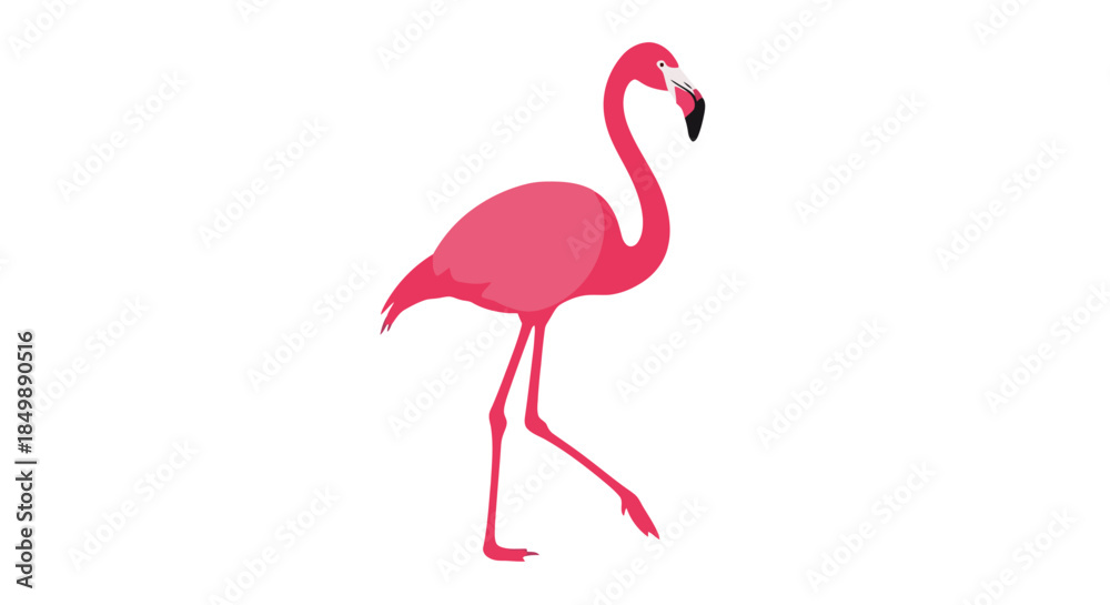 Fototapeta premium Pink flamingo gracefully walking isolated against a clean white background image