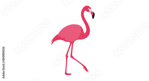 Pink flamingo gracefully walking isolated against a clean white background image