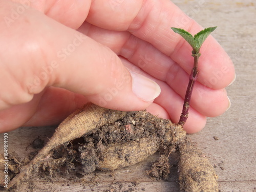 Closeup of woman hands holding a dahlia tuber with a sprout. Dahlia tuber with sprout. Growing dahlias.