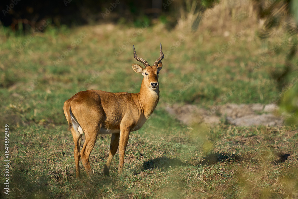 Naklejka premium Male Puku (Kobus vardoni) in South Luangwa National Park, Zambia
