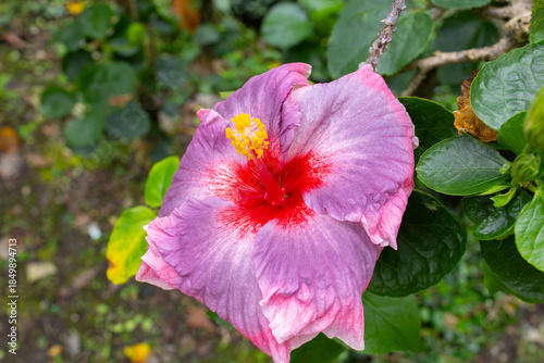 Macro shot of a Purple Hibiscus bud with a bright red center and yellow stamen 