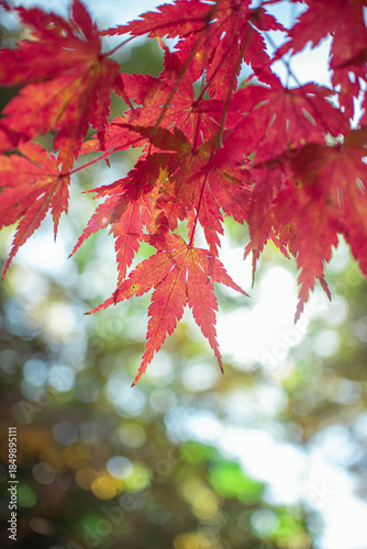 紅葉したもみじ