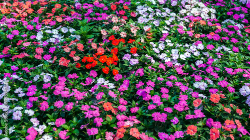 Tableau sur toile vivid multicolored Impatiens walleriana blooming flowers on a flower bed in the garden in summer