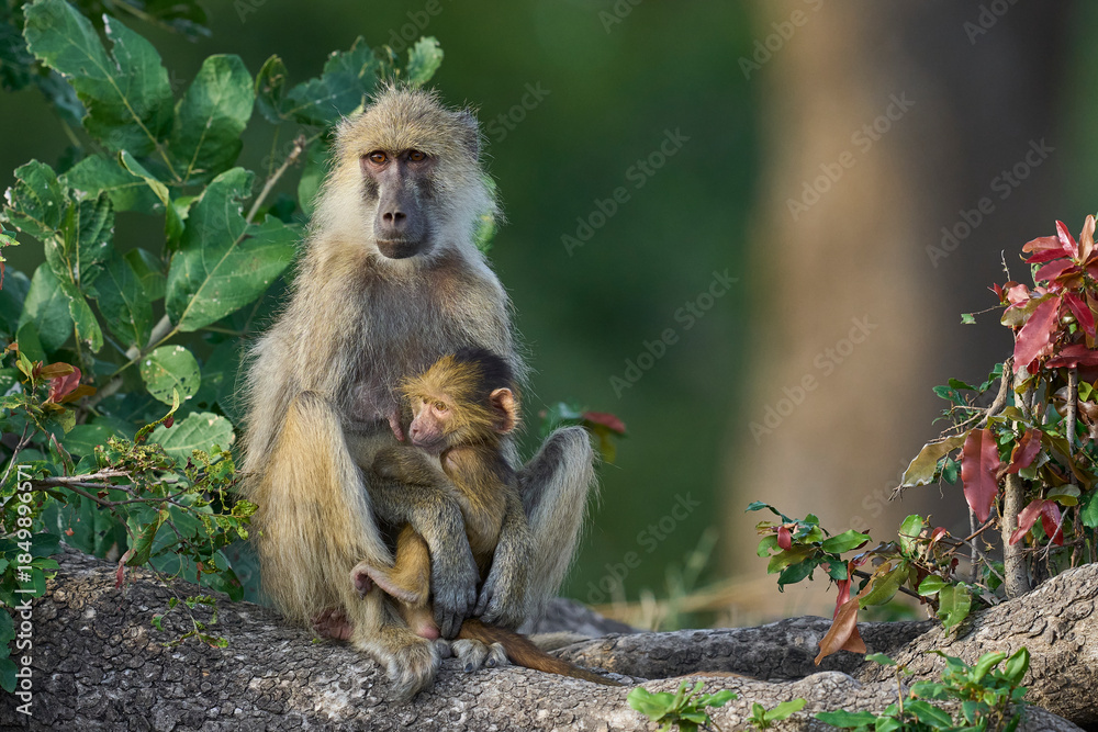 Obraz premium Adult and baby Yellow Baboon (Papio cynocephalus) in a tree in South Luangwa National Park, Zambia
