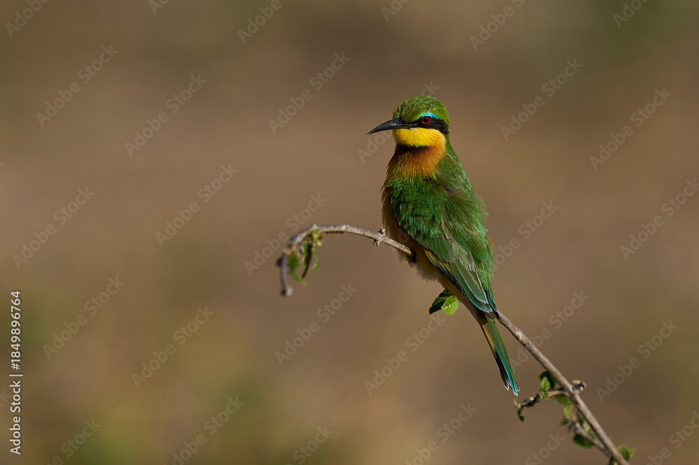 Fototapeta premium Little Bee-eater (Merops pusillus) perched on a twig hunting insects in South Luangwa National Park, Zambia