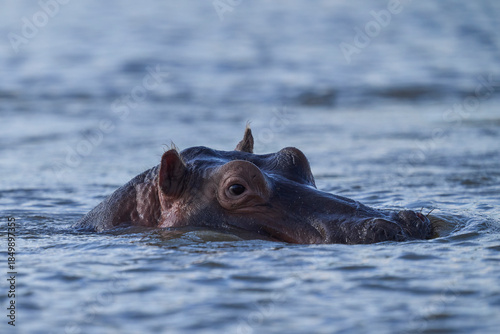 Hippopotamus (Hippopotamus amphibius) in the Luangwa River in South Luangwa National Park, Zambia