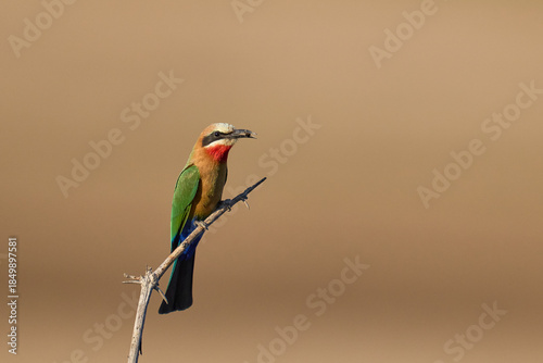 White-fronted Bee-eater (Merops bullockoides) perched on a branch in South Luangwa National Park, Zambia
