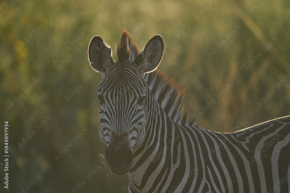 Fototapeta premium Crawshay's zebra (Equus quagga crawshayi) in South Luangwa National Park, Zambia