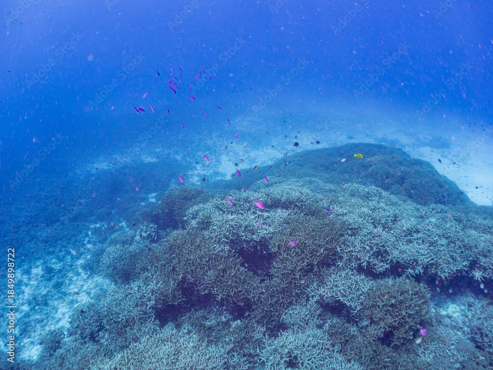 Fototapeta premium ハナゴイ, ハタ科, Purple queen, Amethyst anthias, Pseudanthias pascalus, サンゴの森, 美しいサンゴ礁と熱帯魚の群れ。 安慶名敷島沖縄県 島尻郡慶良間諸島座間味島-2025 沖縄本島から40km西方の諸島。30以上の島嶼群全体が国立公園に指定。珊瑚礁の青い海と白い砂浜は世界屈指の美。貴重な動植物が多数生息。 