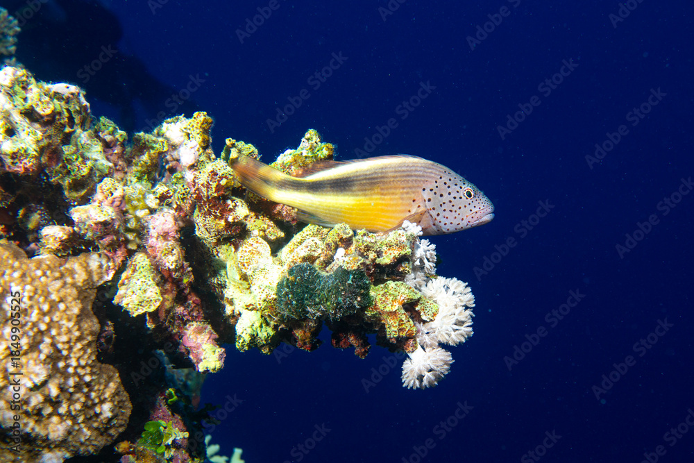 Obraz premium Gefleckter Korallenwächter (Paracirrhites forsteri)